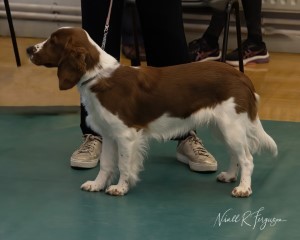 Minor Puppy Bitch